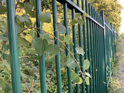 Bois des Anémones à Saint-Étienne-du-Rouvray