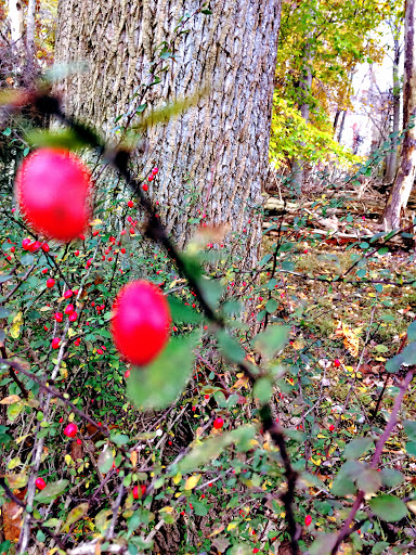 Golf Course «Pine Ridge Golf Course», reviews and photos, 2101 Dulaney Valley Road, Lutherville, MD 21093, USA