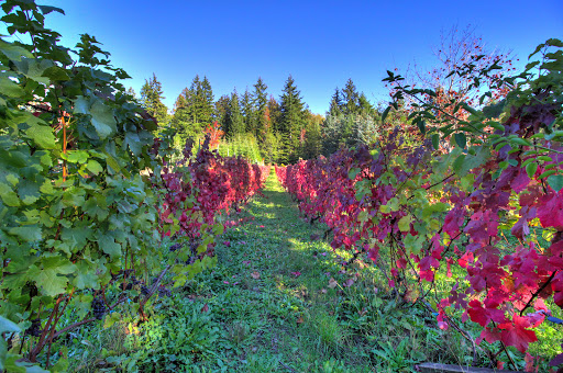 Winery «Bainbridge Vineyards», reviews and photos, 8989 NE Day Rd, Bainbridge Island, WA 98110, USA