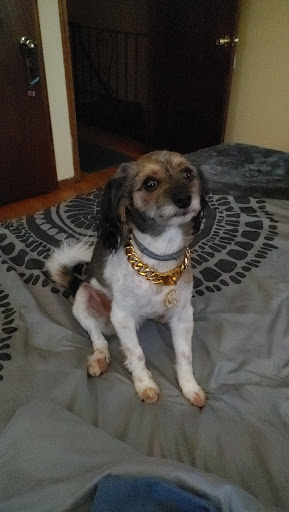 Pet Supply Store «PetSmart», reviews and photos, 1515 US-22, Watchung, NJ 07069, USA