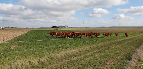 La Ferme Des Limousines à Vicq