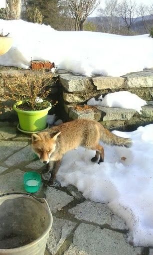 Pensioni per cani e dog hotel a cat holiday