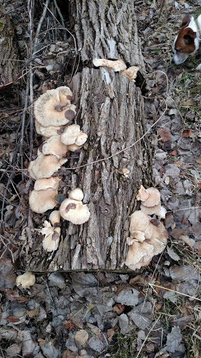 Nature Preserve «Greenbelt Forest Preserve», reviews and photos, 1110 S Green Bay Rd, North Chicago, IL 60035, USA