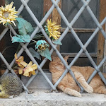 Photo n°1 de l'avis de Massimo.h fait le 27/07/2022 à 17:17 sur le  Ristorante 13 Gobbi à Montefollonico