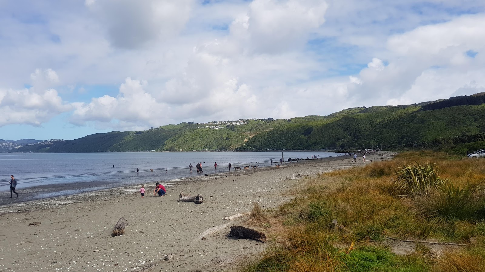 Photo de Petone Beach - bon endroit convivial pour les animaux de compagnie pour les vacances