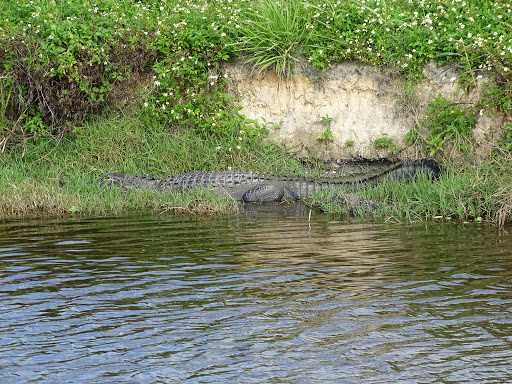 Nature Preserve «Lake Apopka Wildlife Drive», reviews and photos, 2803 Lust Rd, Apopka, FL 32703, USA