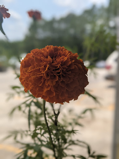 Farm «Jaemor Farms», reviews and photos, 5340 Cornelia Hwy, Alto, GA 30510, USA