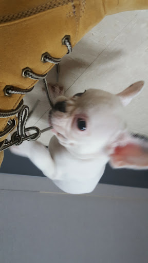 Pet Store «Petland», reviews and photos, 920 Hebron Rd, Heath, OH 43056, USA