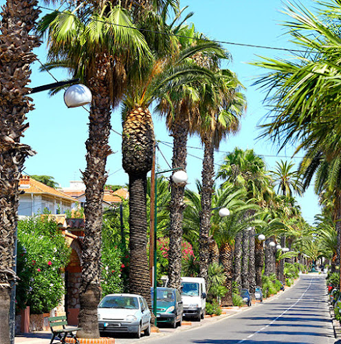 Palmiers Immobilier à Hyères