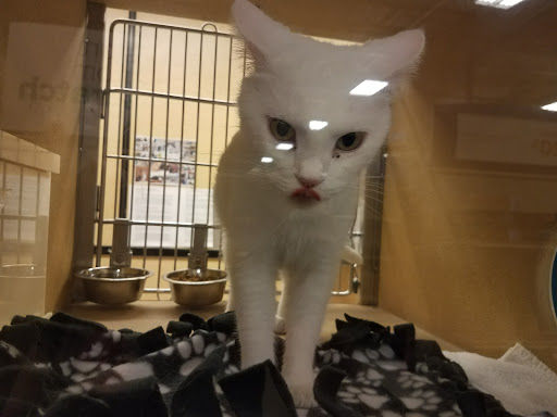 Pet Supply Store «PetSmart», reviews and photos, 401 S Mt Juliet Rd #645, Mt Juliet, TN 37122, USA