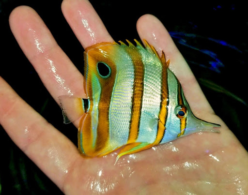 Tropical Fish Store «Aquarium Artisans», reviews and photos, 8005 Plainfield Rd #11, Cincinnati, OH 45236, USA