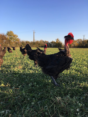 La Ferme de Delphine à Vallons-de-L'Erdre