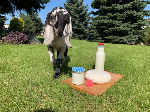 Mleko Kozie od Kóz Anglonubijskich - Farma Floryda