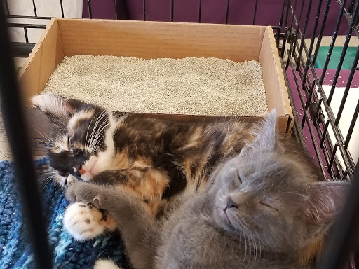 Pet Supply Store «PetSmart», reviews and photos, 9122 Mentor Ave, Mentor, OH 44060, USA