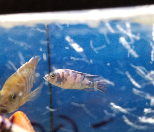 Pet Store «Something Fishy Pets», reviews and photos, 29 Towne Centre Ln, Fox Lake, IL 60020, USA