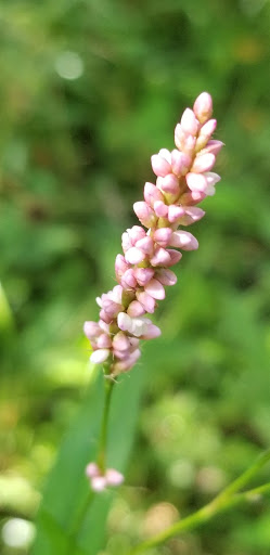 Park «Mather Woods Forest Preserve», reviews and photos, 25032 W Renwick Rd, Plainfield, IL 60544, USA