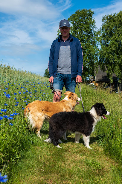 Border Collie Pension