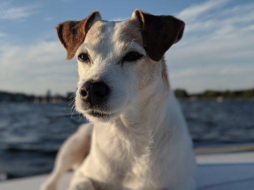 Pet Groomer «Happy Tails Pet Center», reviews and photos, 4370 SE King Rd Ste 260, Milwaukie, OR 97222, USA