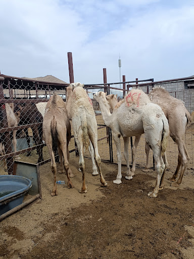 ملحمة شركة اعلاء الخير للتجاره 