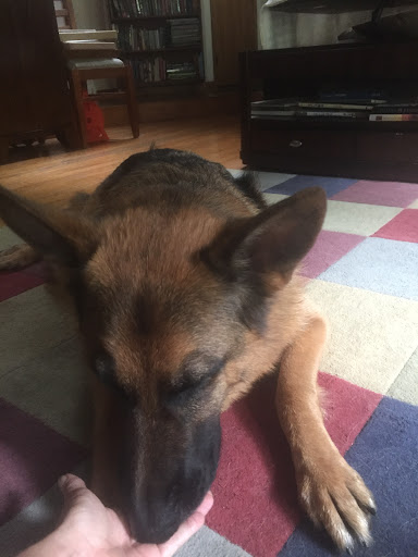 Pet Supply Store «Pet Source», reviews and photos, 620 Constitution Ave, Littleton, MA 01460, USA