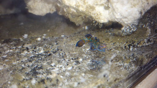 Pet Supply Store «Pacific East Aquaculture», reviews and photos, 107 School St, Mardela Springs, MD 21837, USA