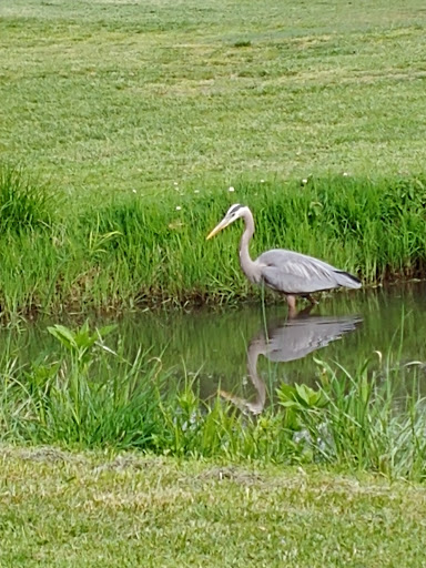Public Golf Course «Algonkian Golf Course», reviews and photos, 47001 Fairway Dr, Sterling, VA 20165, USA