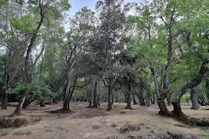 Ifrane Springs image