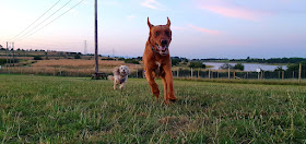 Off The Lead Dog Park