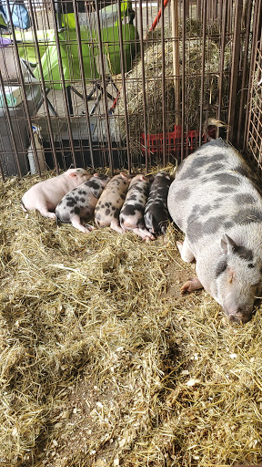 Tourist Attraction «Stark County Fair», reviews and photos, 305 Wertz Ave NW, Canton, OH 44708, USA