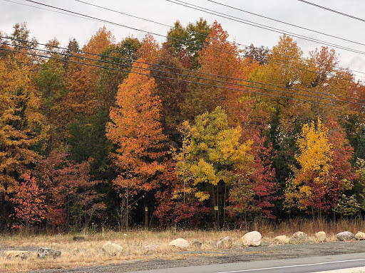 Park «Beech Woods Park», reviews and photos, 137 Beekman Rd, Kendall Park, NJ 08824, USA