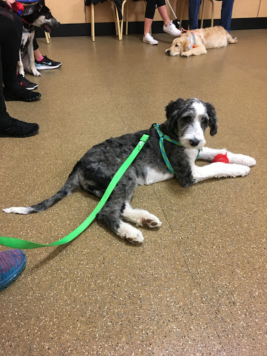 Pet Supply Store «PetSmart», reviews and photos, 916 Loganville Hwy, Bethlehem, GA 30620, USA