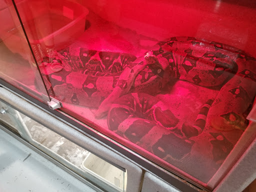 Pet Store «CUSTOM CREATURES PET SHOP», reviews and photos, 10727 N 19th Ave, Phoenix, AZ 85029, USA