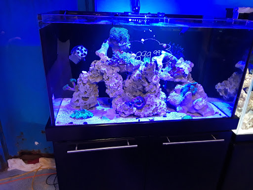 Tropical Fish Store «Saltwater Paradise», reviews and photos, 1313 W Airport Fwy, Irving, TX 75062, USA