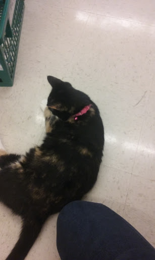 Pet Supply Store «Concord Pet Foods & Supplies», reviews and photos, 15 S Dupont Hwy, Dover, DE 19901, USA