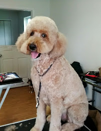 Cutright's Pet Salon - Photo 6 - Car repair in Springfield, IL, Springfield