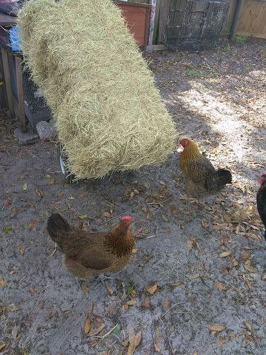 Pet Supply Store «Largo Feed & Garden Supply Inc», reviews and photos, 210 W Bay Dr, Largo, FL 33770, USA