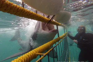 Shark Cage Diving with Great White Shark Tours image
