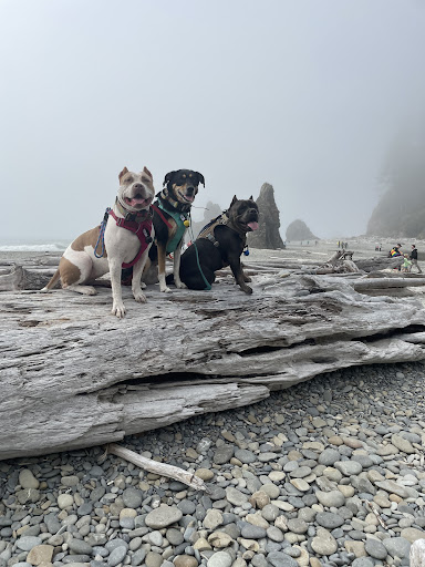 Explore tattoo sleeve shading ideas, creative tattoo ideas in Seattle, available at Dzul Ink Lounge