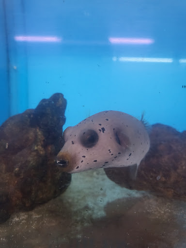 Aquarium Shop «Aquarium Arts», reviews and photos, 1810 W Baseline Rd #1, Mesa, AZ 85202, USA