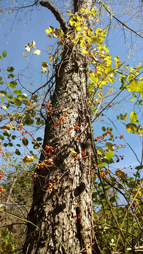 Nature Preserve «Beechwood Farms Nature Reserve», reviews and photos, 614 Dorseyville Rd, Pittsburgh, PA 15238, USA