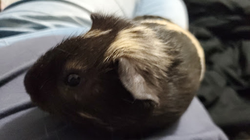 Pet Supply Store «Pet Supplies Plus», reviews and photos, 305 Sidney Baker St S #400, Kerrville, TX 78028, USA