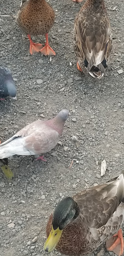 Park «Alton Baker Park», reviews and photos, 100 Day Island Rd, Eugene, OR 97401, USA