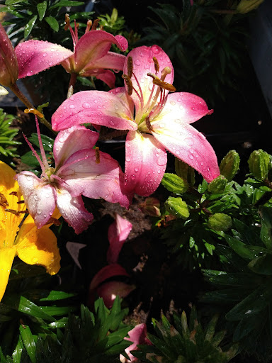 Home Improvement Store «The Home Depot», reviews and photos, 16420 Washington St, Thornton, CO 80023, USA