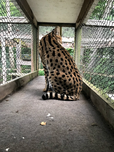 Animal Shelter «Animal Adventures Family Zoo & Rescue Center», reviews and photos, 336 Sugar Rd, Bolton, MA 01740, USA