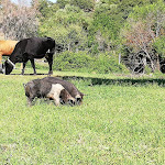 Photo n°3 de l'avis de Martn. fait le 14/09/2019 à 15:37 sur le  Agriturismo Nuraghe Murtarba à Villagrande Strisaili