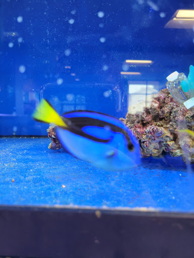 Tropical Fish Store «Aquatic Wildlife Co», reviews and photos, 70 Buckland Rd, South Windsor, CT 06074, USA