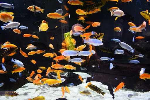 Aquarium «Great Lakes Aquarium», reviews and photos, 353 Harbor Dr, Duluth, MN 55802, USA