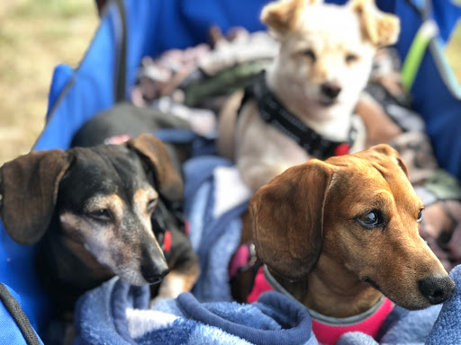 Camano Veterinary Clinic image