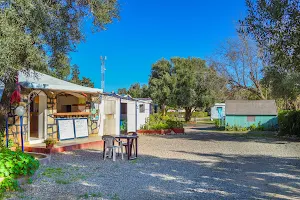 Camping olive trees image