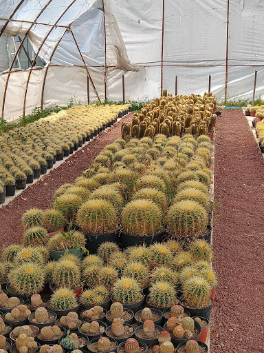 Vivero cactus y Suculentas